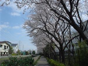 杉並ろう学校裏の桜