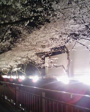 東宝スタジオの仙川沿い桜並木のライットアップ