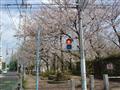 永福南小への道の桜